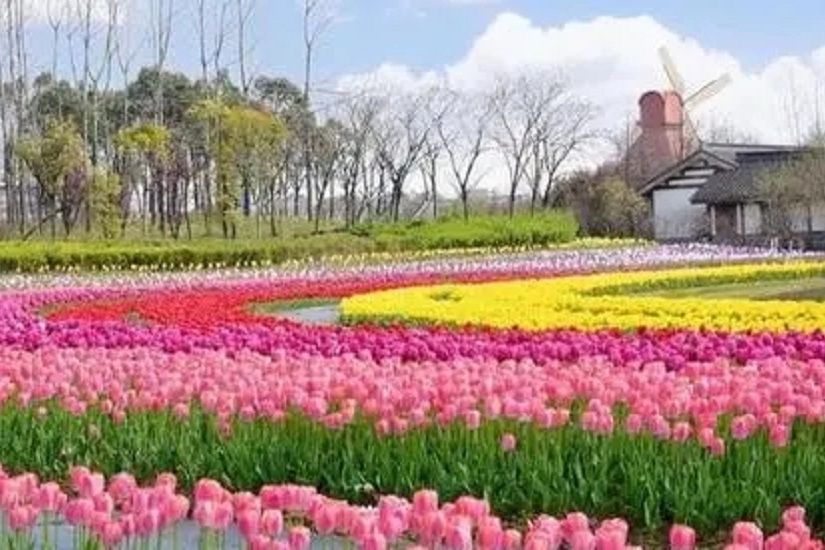 杭州灣海上花田景區