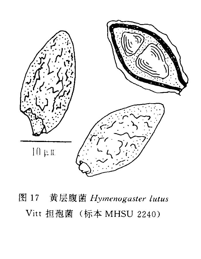 黃層腹菌