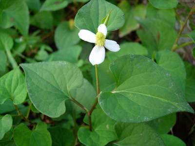 細葉香茶菜