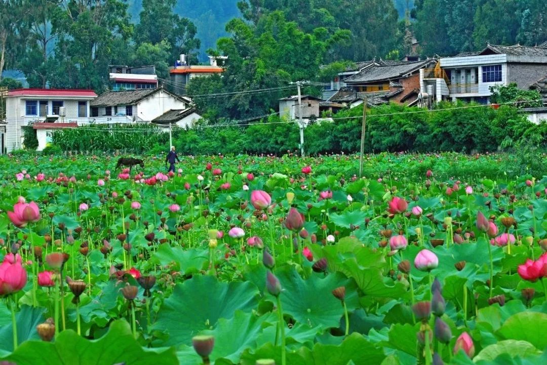 白甸村