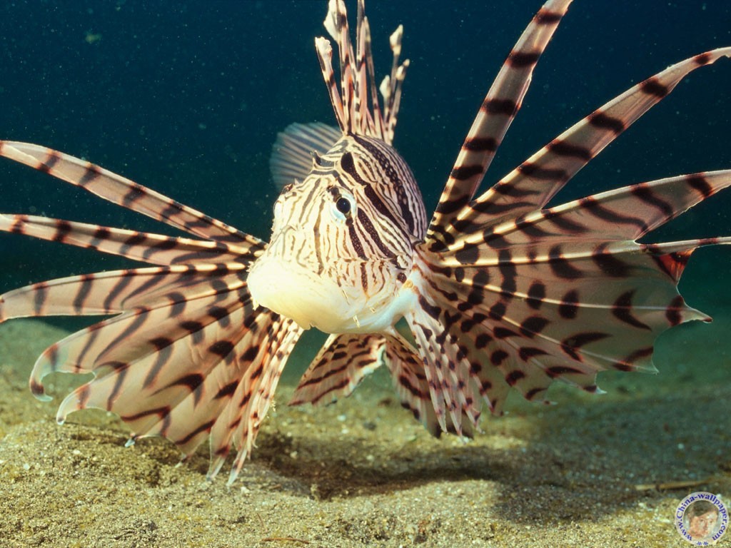 獅子魚亞科