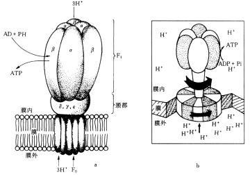 質子梯度合成ATP