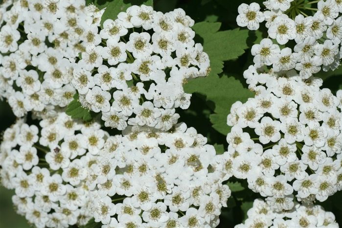 絨毛繡線菊九龍山群體