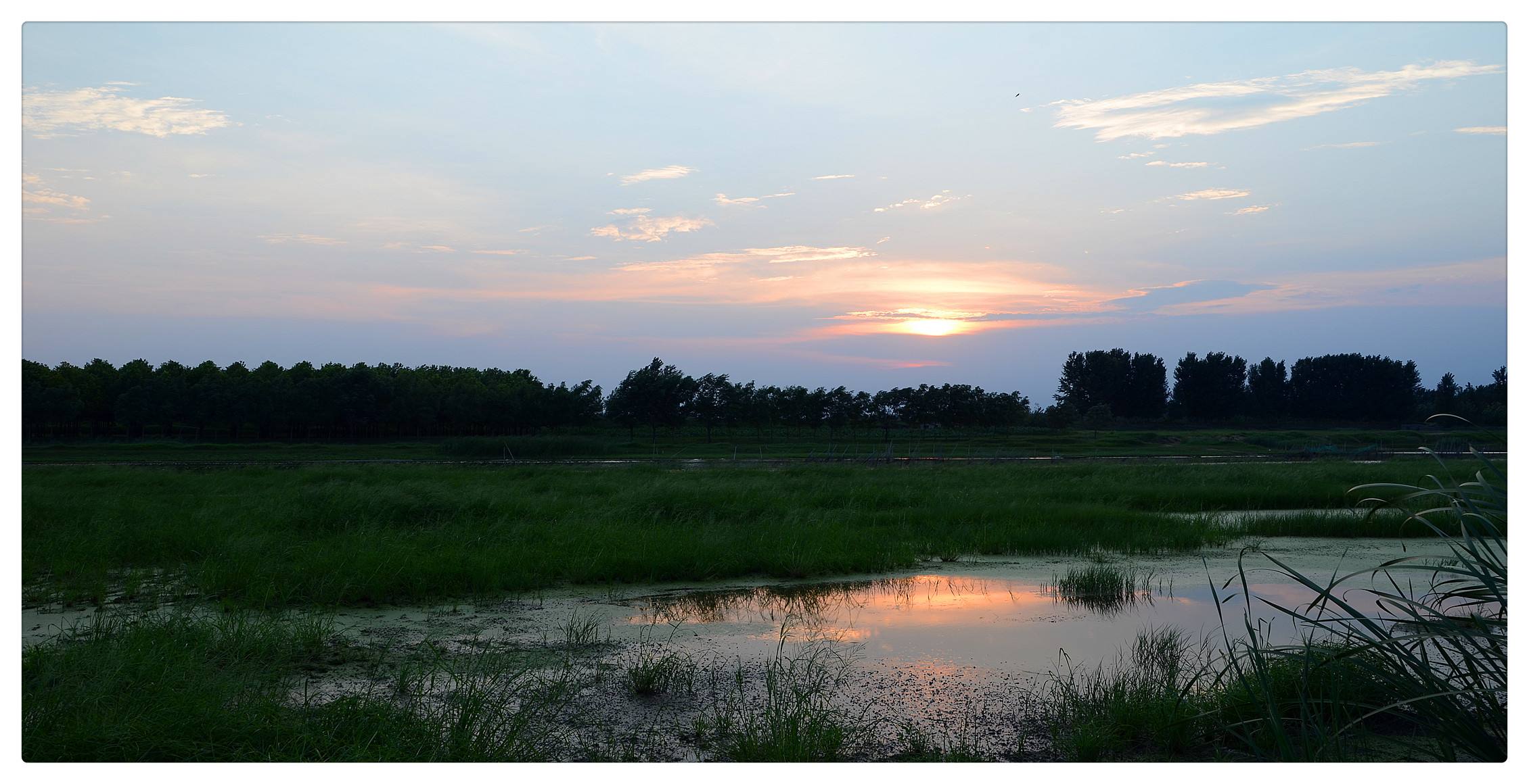 膠萊河濕地