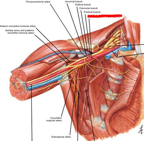 腋動脈 1 腋動脈的解剖結構 2 腋動脈的體表投影 中文百科全書