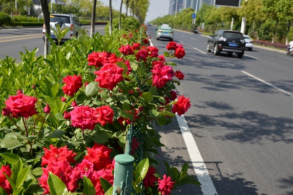 花車(薔薇屬月季栽培品種)