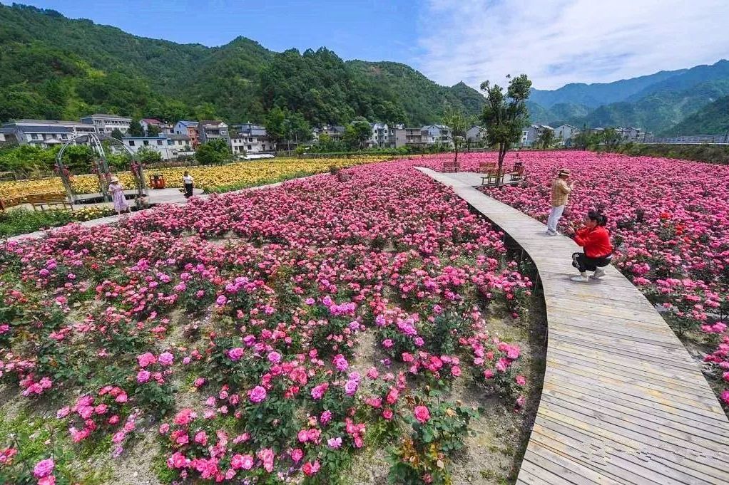 青山玫瑰莊園