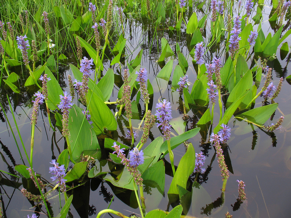 梭魚草屬 - 梭魚草（Pontederia cordata）