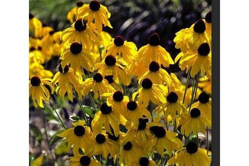 Rudbeckia grandiflora \x27Sundance\x27