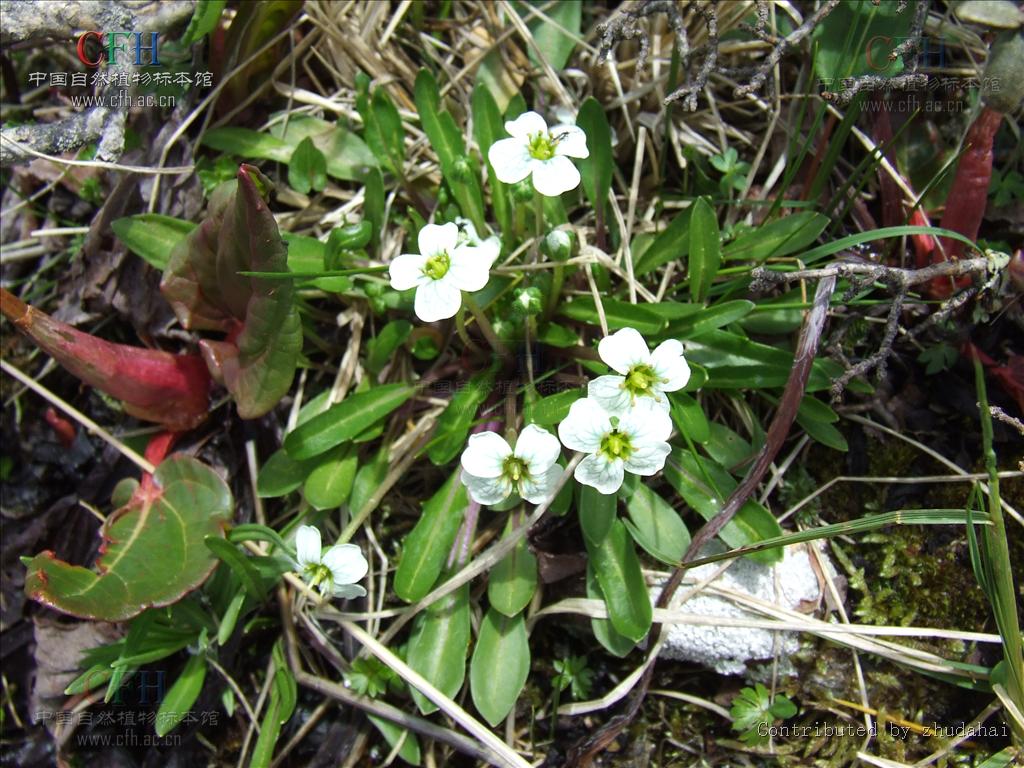 單花薺屬