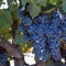 Cabernet Franc