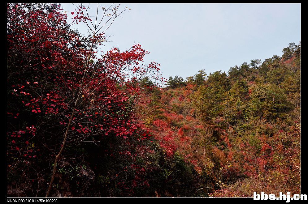 鐵坪紅葉