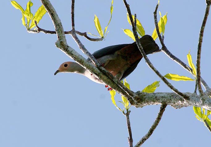 粉頭皇鳩