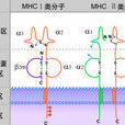 主要組織相容性複合體(MHC)