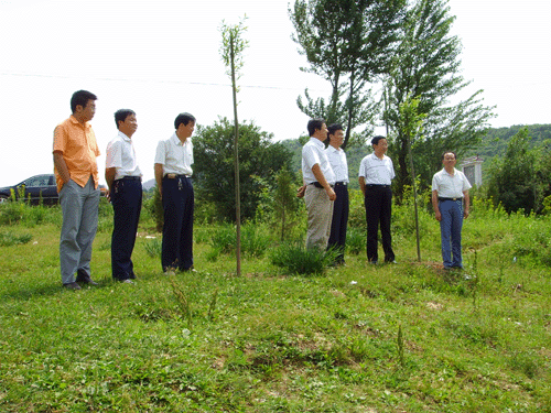 領導調研核桃樹種植