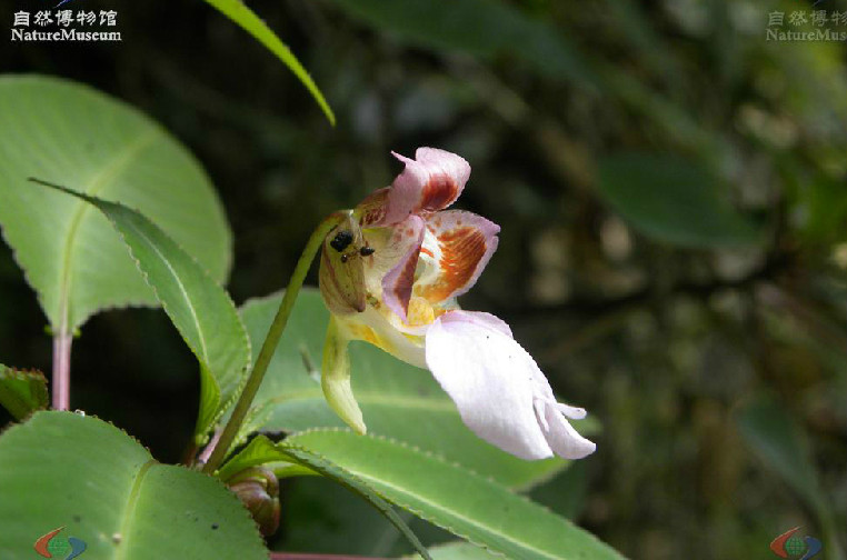 龍州鳳仙花