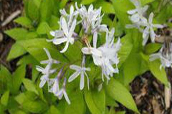 Amsonia tabernaemontana \x27Short Stack\x27