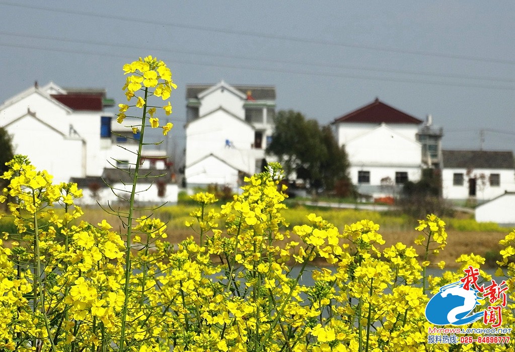 金花村(海南省海口市金花村)