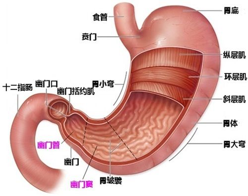 護胃十二招