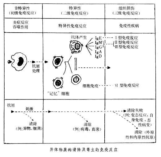 Ⅳ型變態反應(遲髮型變態反應)