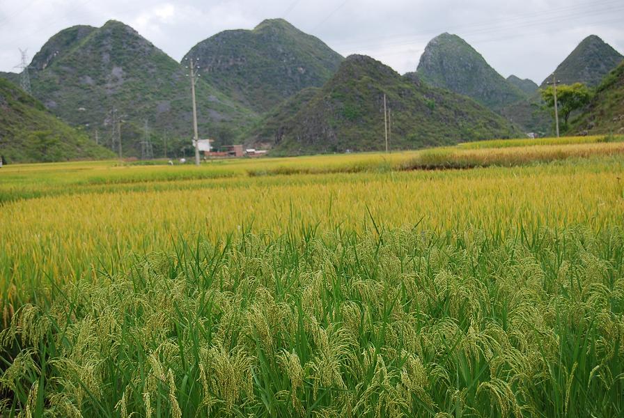 優質八寶貢米生產基地