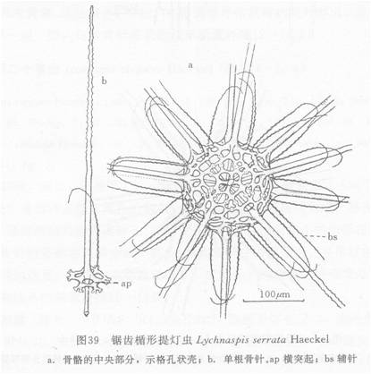 線描圖：鋸齒楯形提燈蟲