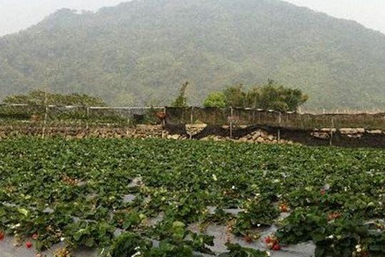 大湖春香草莓農場