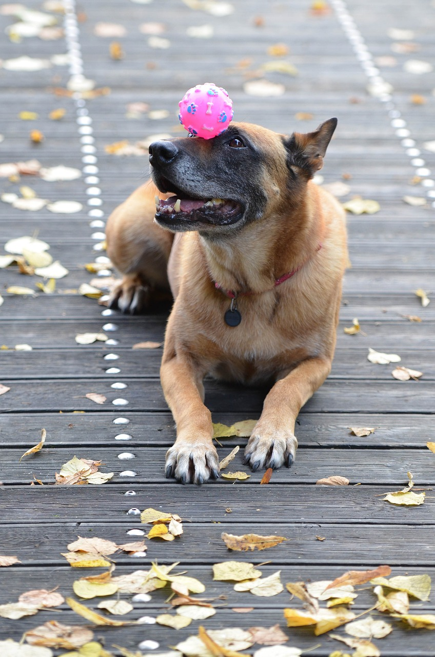 馬里努阿犬(比利時瑪利諾犬)