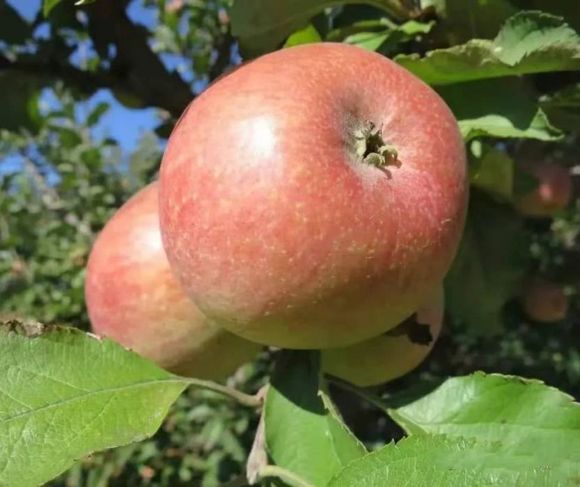 草廟子國光蘋果