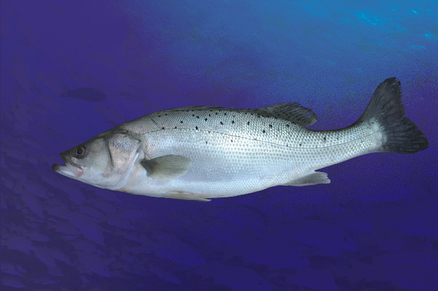 桐江鱸魚