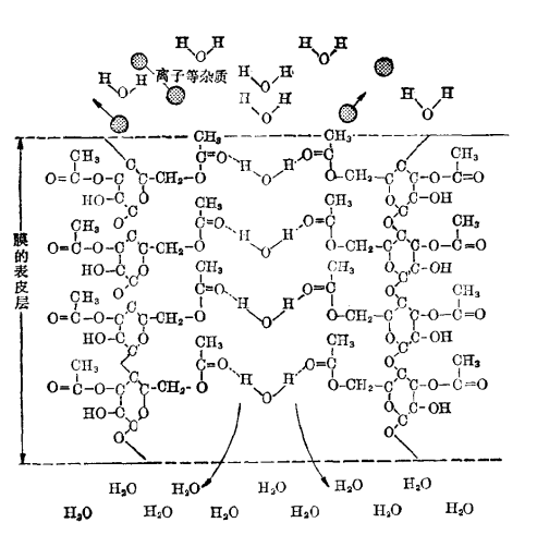 水在醋酸纖維素膜中的傳遞