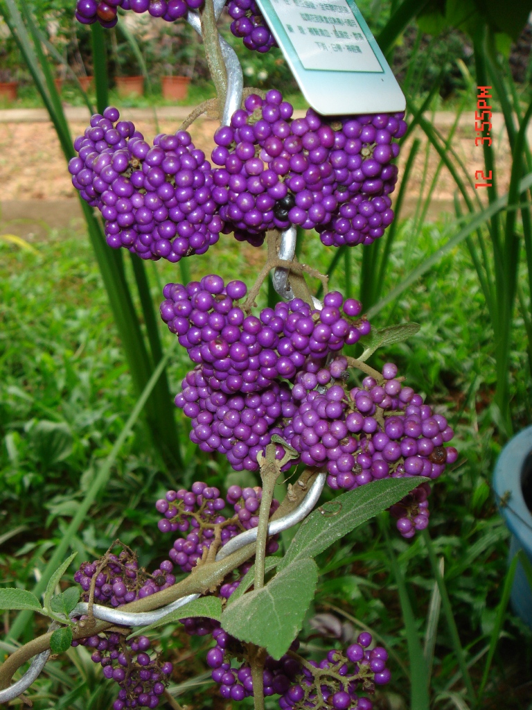 珍珠茅亞屬