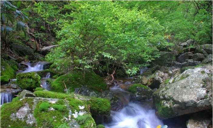 大坂營原始森林景區