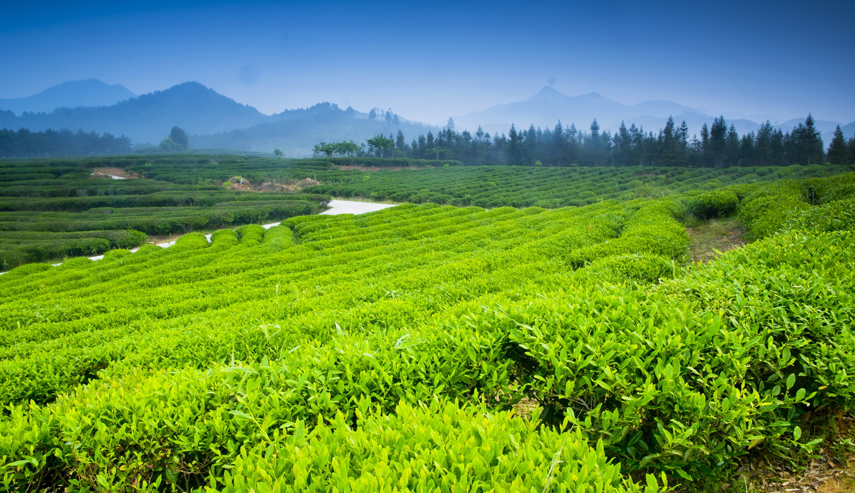 邵武碎銅茶