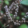 紫麻(蕁麻科紫麻屬的一種植物)