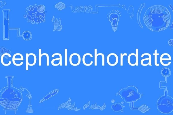 cephalochordate