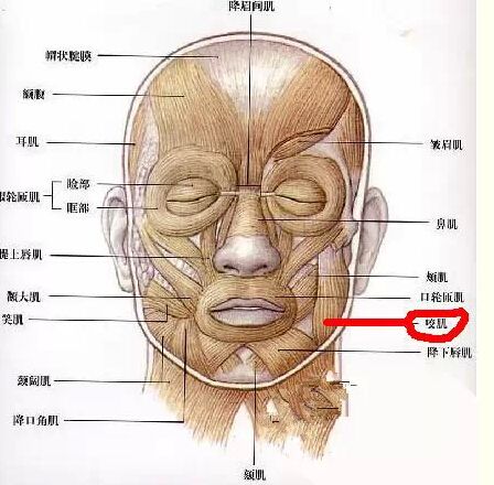 咬肌切除手術