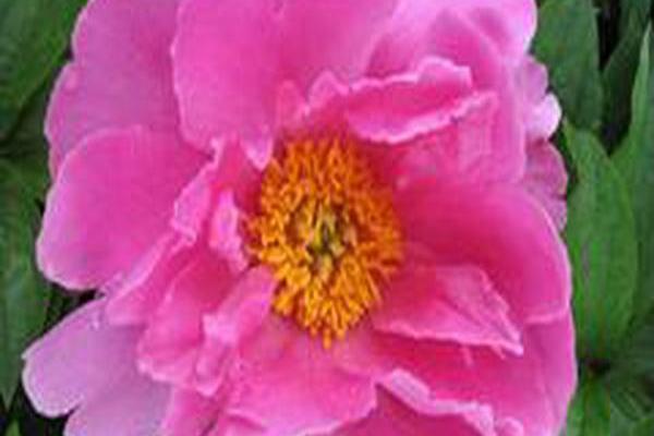 Paeonia lactiflora \x27Waltz\x27