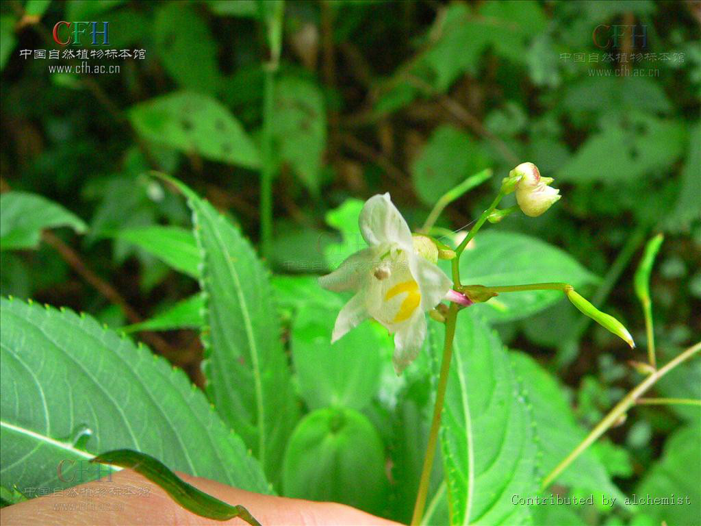 九龍山鳳仙花