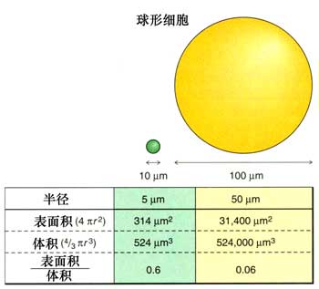 細胞體積守恆定律