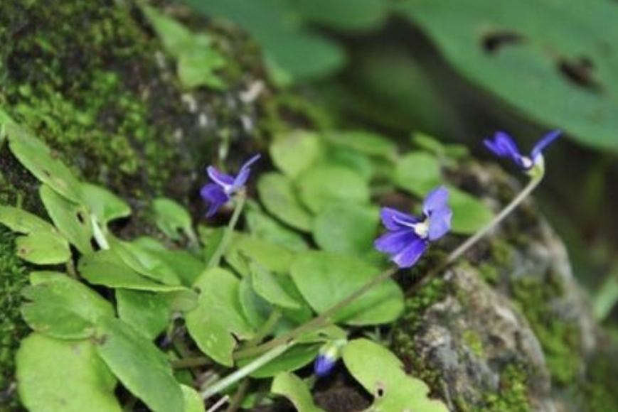 會東石蝴蝶（變種）