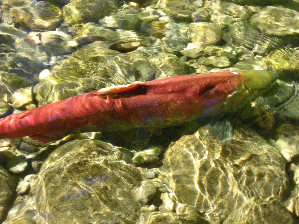 紅鮭魚