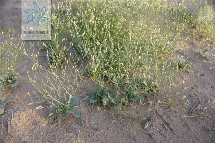 珊瑚補血草 中國植物圖像庫 武強攝