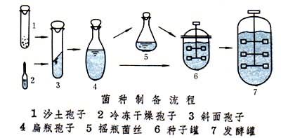 食用菌菌種