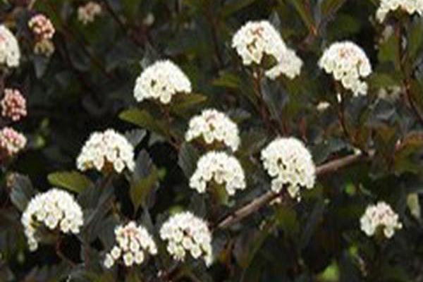 Physocarpus opulifolius \x27Seward\x27 SUMMER WINE