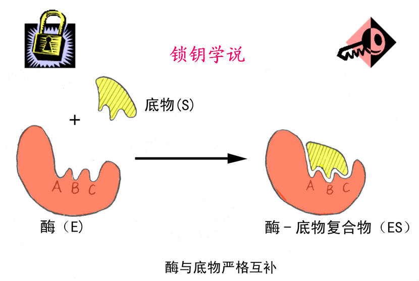 立體專一性