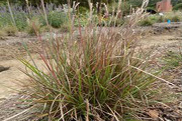 Schizachyrium scoparium \x27Prairie Munchkin\x27