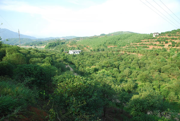 羅家山村(雲南雲縣後箐鄉下轄村)