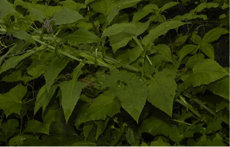 雲南假福王草