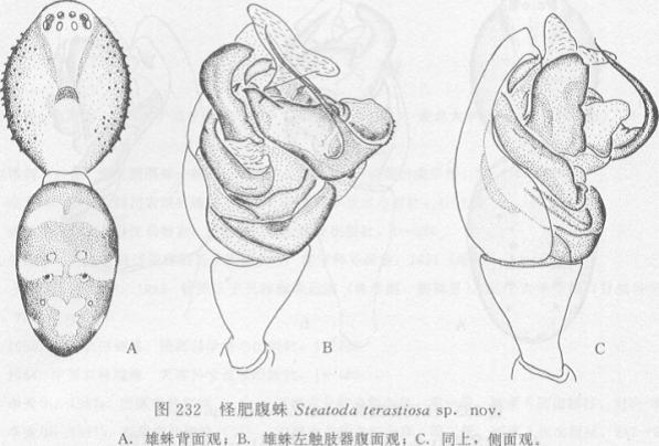 怪肥腹蛛